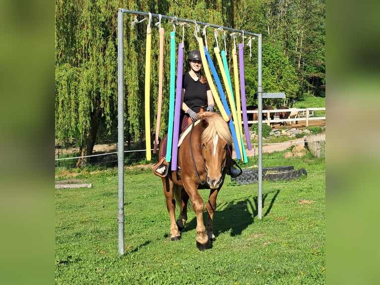 Noriker Stute 4 Jahre 155 cm Fuchs in Bayerbach
