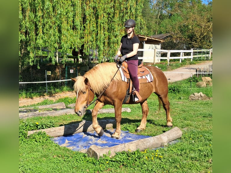 Noriker Stute 4 Jahre 155 cm Fuchs in Bayerbach