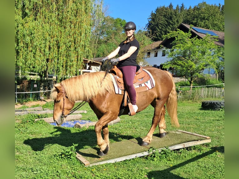Noriker Stute 4 Jahre 155 cm Fuchs in Bayerbach