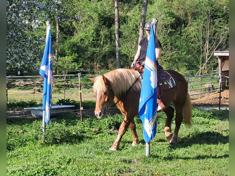 Noriker Stute 4 Jahre 155 cm Fuchs in Bayerbach