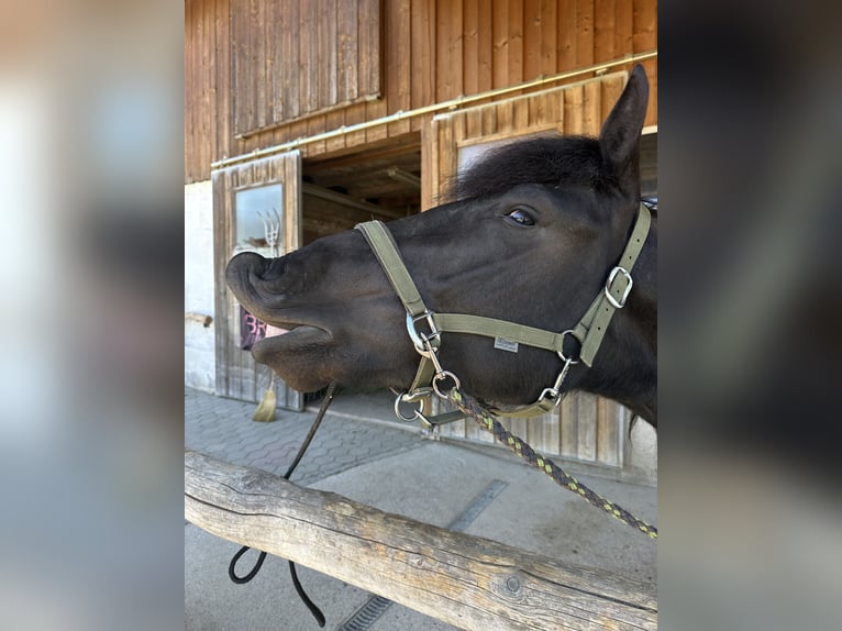 Noriker Stute 4 Jahre 155 cm Rappe in Gaspoltshofen
