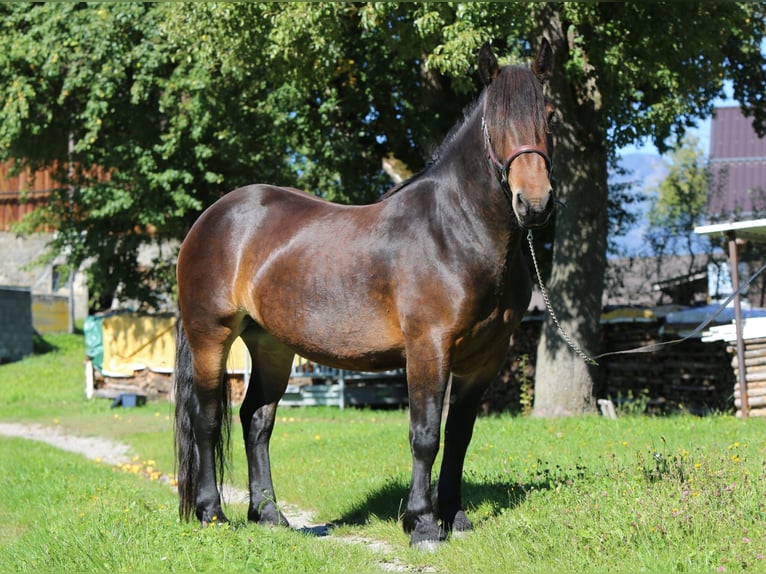 Noriker Stute 4 Jahre 157 cm Brauner in Neumarkt in der Steiermark