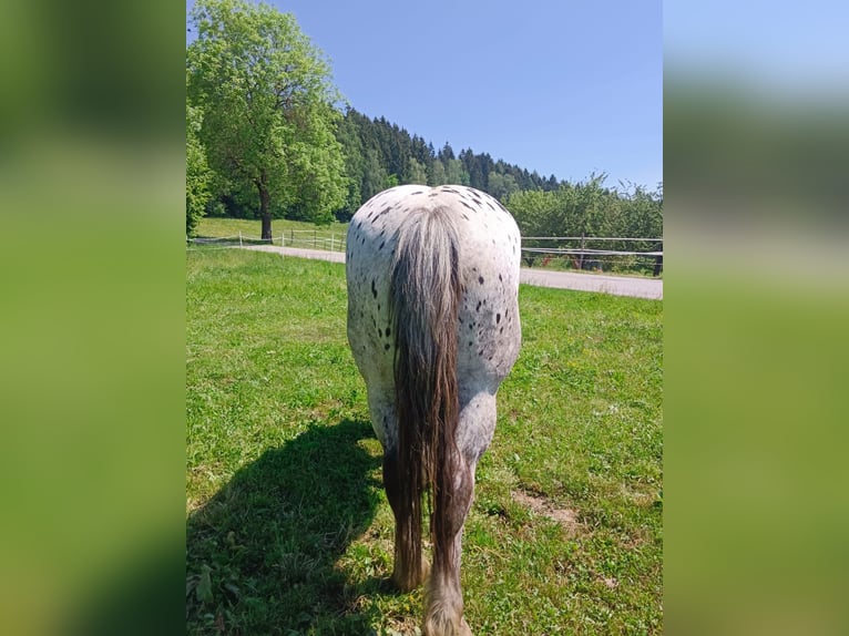 Noriker Stute 4 Jahre 159 cm Tigerschecke in St.Margarethen