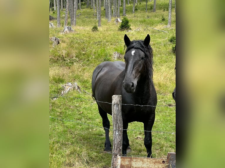 Noriker Stute 4 Jahre 161 cm Rappe in Radenthein