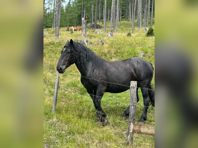Noriker Stute 4 Jahre 161 cm Rappe in Radenthein