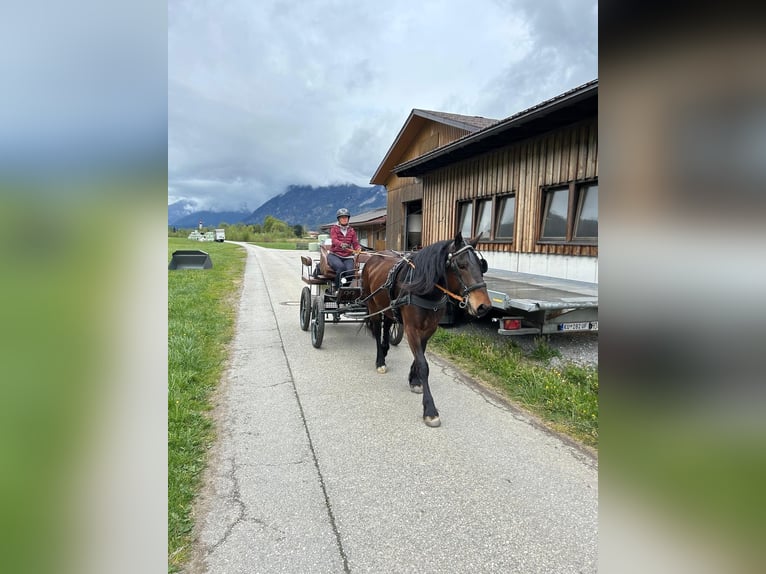Noriker Stute 4 Jahre 162 cm Brauner in Radfeld
