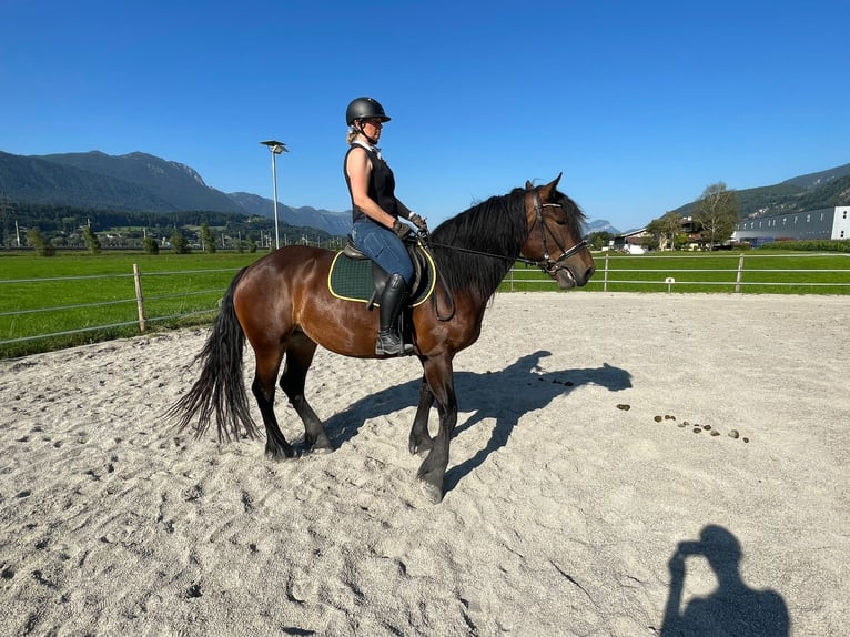 Noriker Stute 4 Jahre 162 cm Brauner in Radfeld