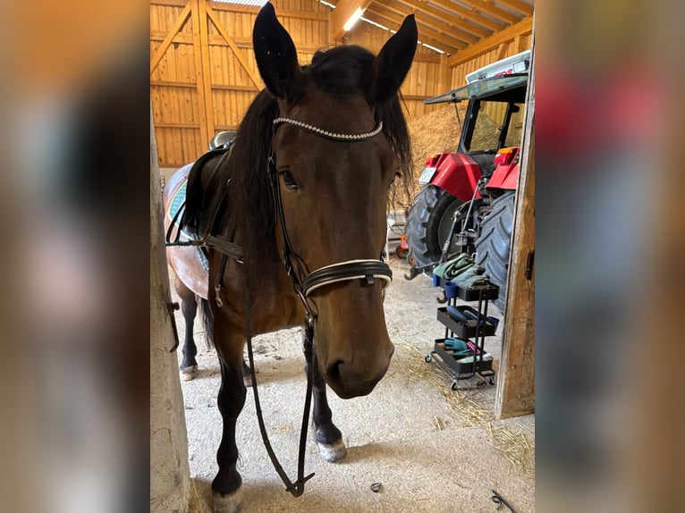 Noriker Stute 4 Jahre 162 cm Brauner in Radfeld