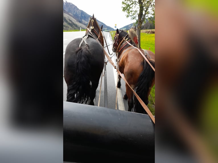 Noriker Stute 4 Jahre 162 cm in Obertilliach