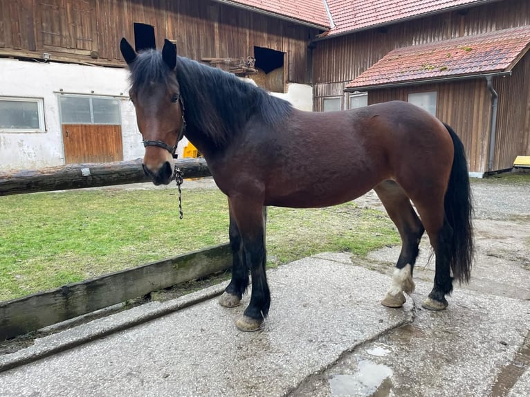 Noriker Stute 4 Jahre 163 cm Brauner in Meggenhofen