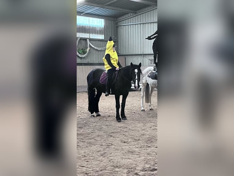 Noriker Stute 4 Jahre 164 cm Rappe in Kirchheimbolanden