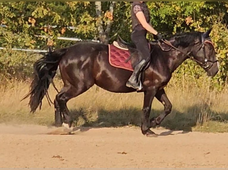 Noriker Stute 4 Jahre 164 cm Rappe in Kirchheimbolanden