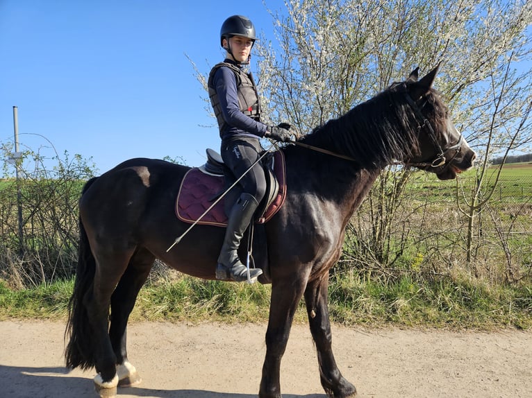 Noriker Stute 4 Jahre 164 cm Rappe in Kirchheimbolanden