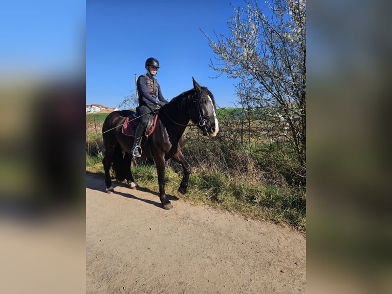 Noriker Stute 4 Jahre 164 cm Rappe in Kirchheimbolanden