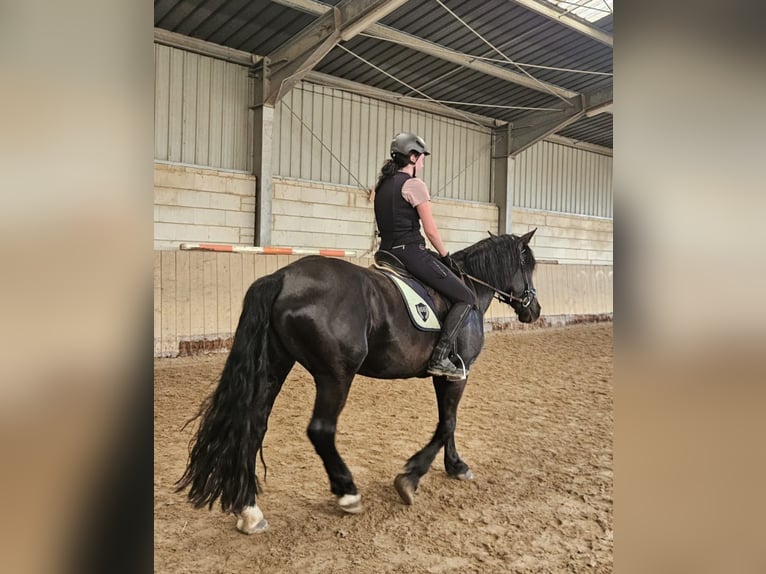 Noriker Stute 4 Jahre 164 cm Rappe in Kirchheimbolanden