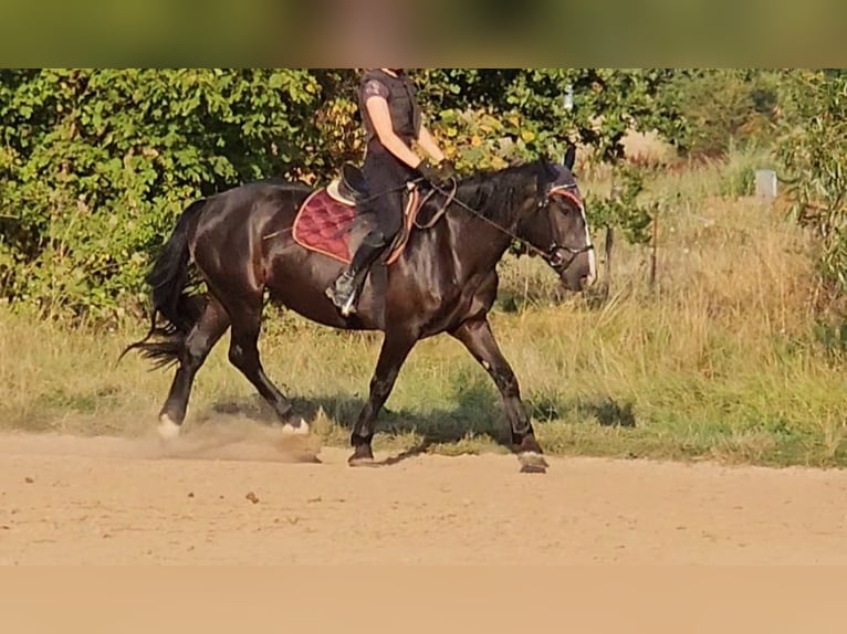 Noriker Stute 4 Jahre 164 cm Rappe in Kirchheimbolanden