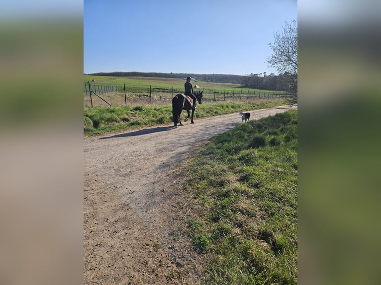Noriker Stute 4 Jahre 164 cm Rappe in Kirchheimbolanden