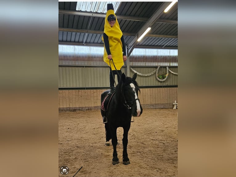 Noriker Stute 4 Jahre 164 cm Rappe in Kirchheimbolanden