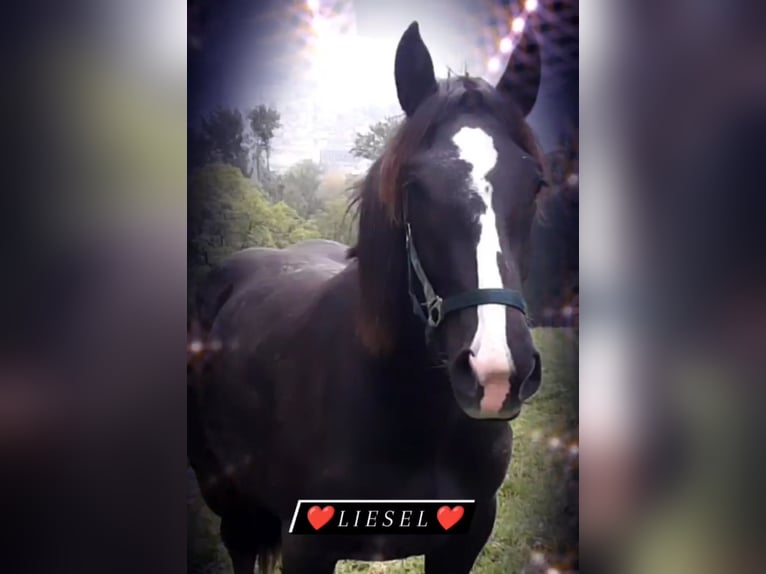 Noriker Stute 4 Jahre 164 cm Rappe in Kirchheimbolanden