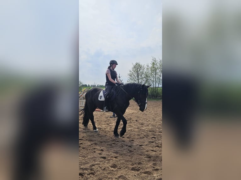 Noriker Stute 4 Jahre 164 cm Rappe in Kirchheimbolanden