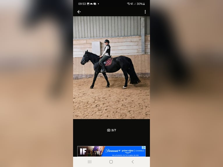 Noriker Stute 4 Jahre 164 cm Rappe in Kirchheimbolanden