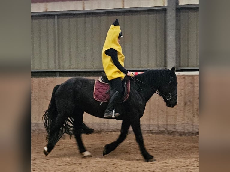 Noriker Stute 4 Jahre 164 cm Rappe in Kirchheimbolanden