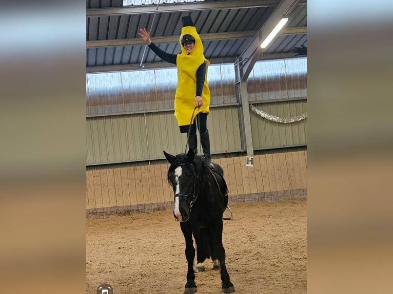 Noriker Stute 4 Jahre 164 cm Rappe in Kirchheimbolanden