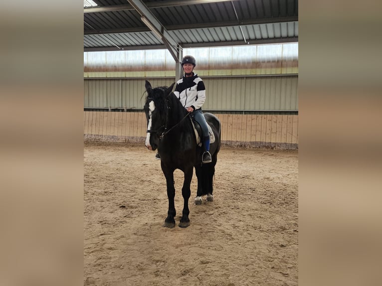 Noriker Stute 4 Jahre 164 cm Rappe in Kirchheimbolanden