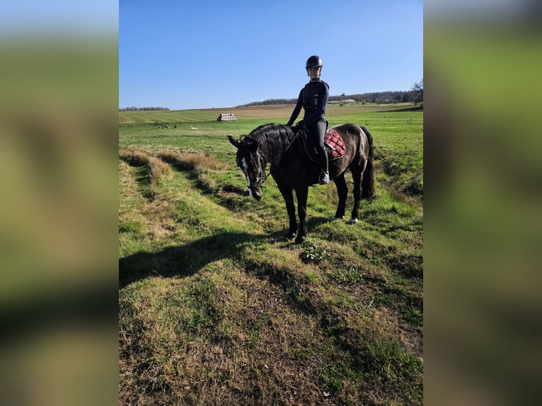 Noriker Stute 4 Jahre 164 cm Rappe in Kirchheimbolanden