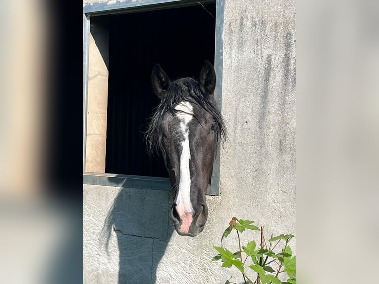 Noriker Stute 4 Jahre 164 cm Rappe in Kirchheimbolanden