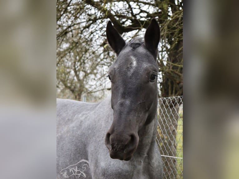 Noriker Stute 4 Jahre 165 cm Blauschimmel in Duisburg