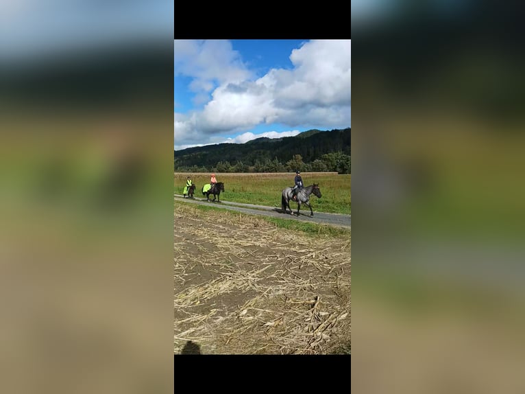 Noriker Stute 4 Jahre 165 cm Blauschimmel in Aifersdorf