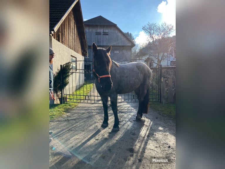 Noriker Stute 4 Jahre 165 cm Blauschimmel in Aifersdorf