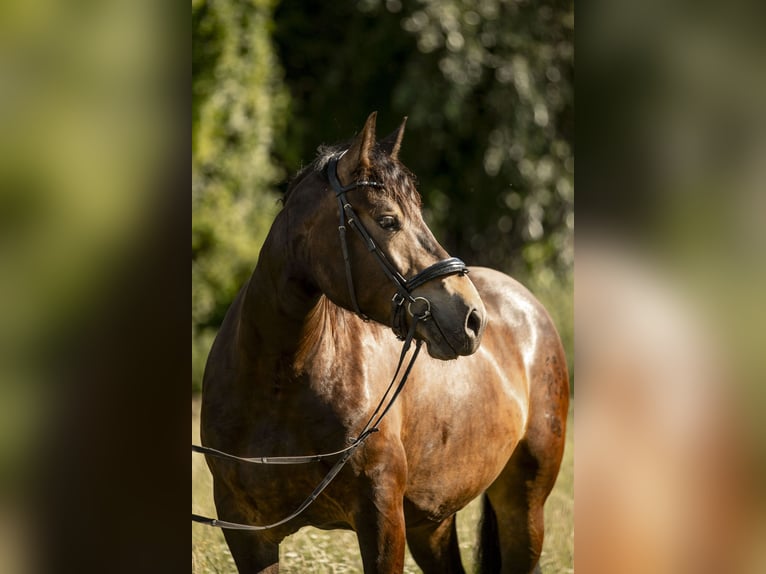 Noriker Stute 4 Jahre 165 cm Brauner in Braunau am Inn