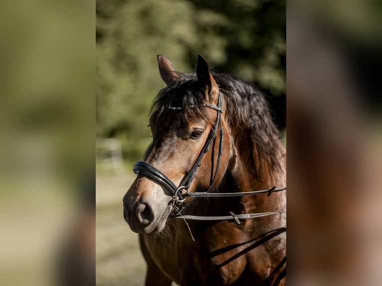Noriker Stute 4 Jahre 165 cm Brauner in Braunau am Inn