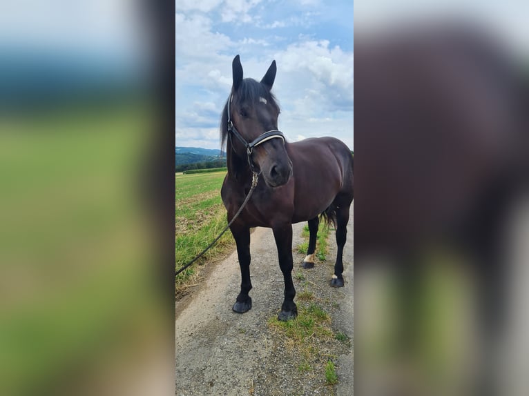 Noriker Stute 4 Jahre 165 cm Rappe in Böheimkirchen