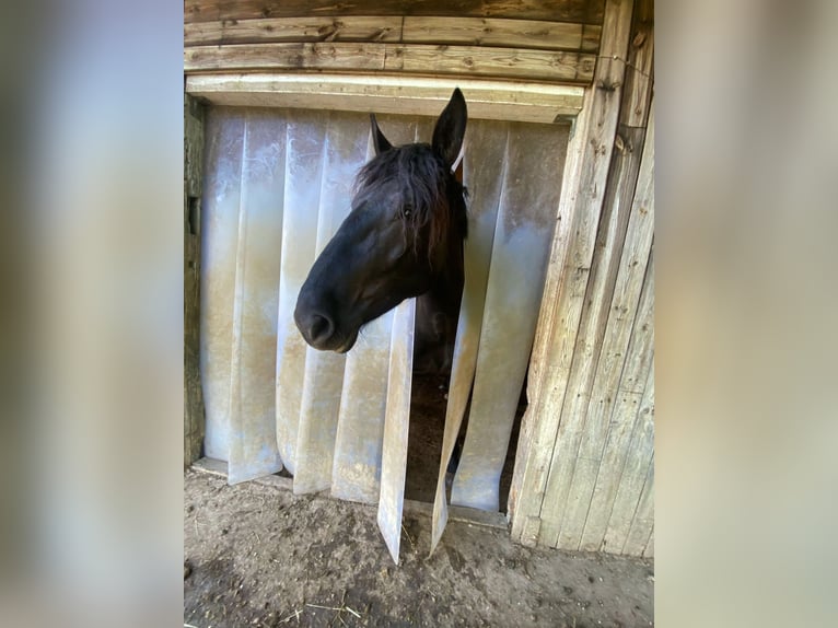 Noriker Stute 4 Jahre 165 cm Schwarzbrauner in Laufenburg