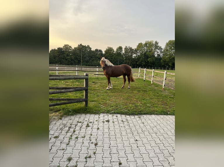 Noriker Stute 4 Jahre 168 cm Dunkelfuchs in Hamm