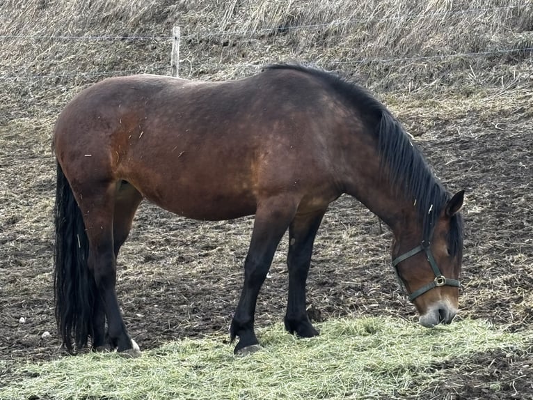 Noriker Stute 4 Jahre Brauner in Nauders