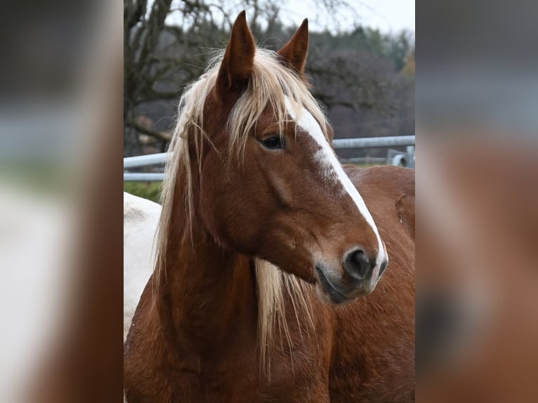 Noriker Stute 4 Jahre Dunkelfuchs in Klettgau