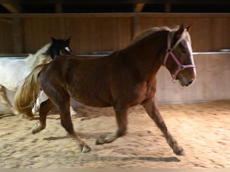 Noriker Stute 4 Jahre Dunkelfuchs in Klettgau