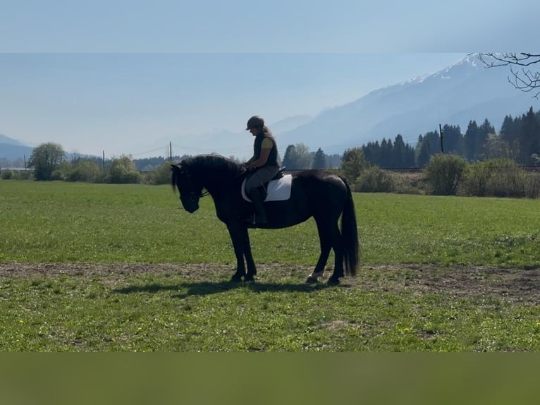 Noriker Stute 4 Jahre Rappe in St. Daniel