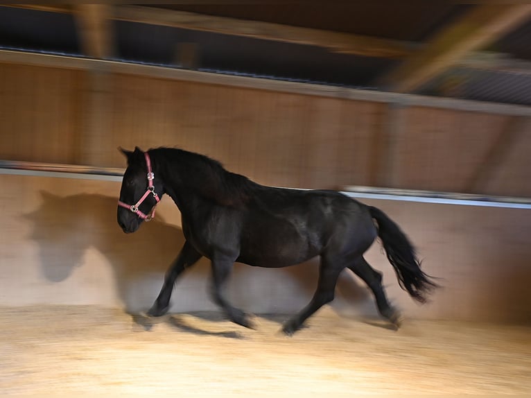 Noriker Stute 4 Jahre Rappe in Klettgau