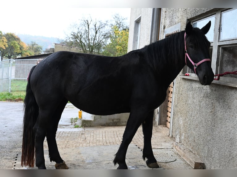 Noriker Stute 4 Jahre Rappe in Klettgau