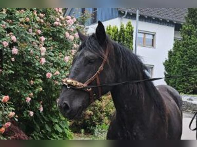 Noriker Stute 4 Jahre Rappe in Klettgau