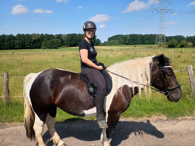 Noriker Stute 5 Jahre 152 cm Schecke in Freiberg