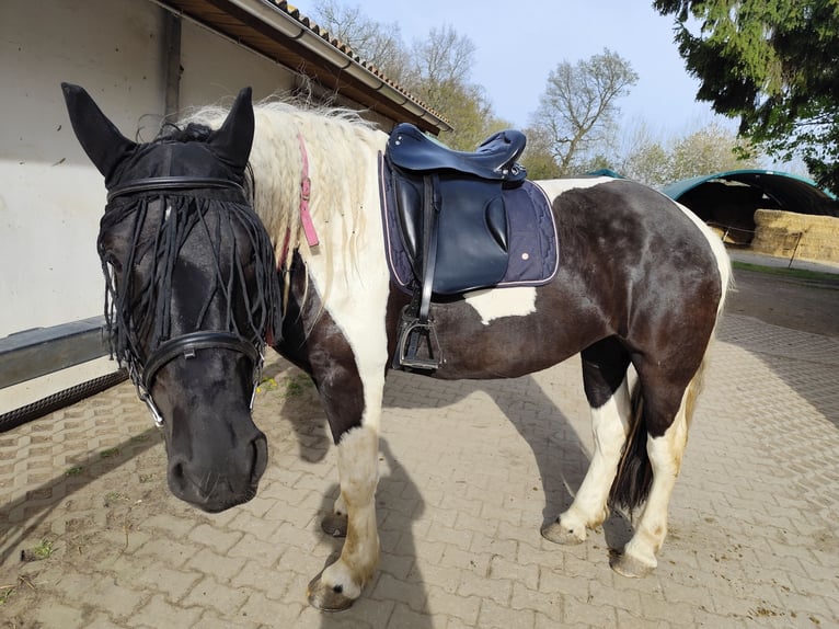 Noriker Stute 5 Jahre 152 cm Schecke in Freiberg