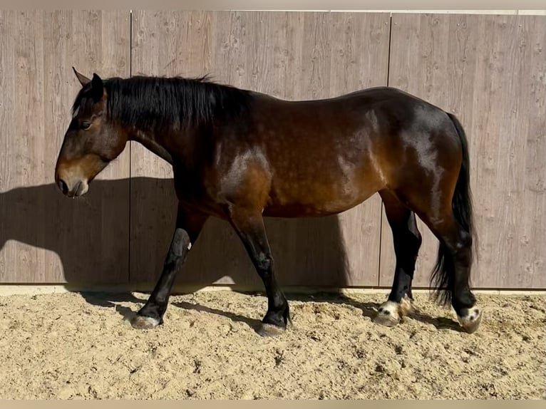 Noriker Stute 5 Jahre 156 cm Brauner in Ischgl