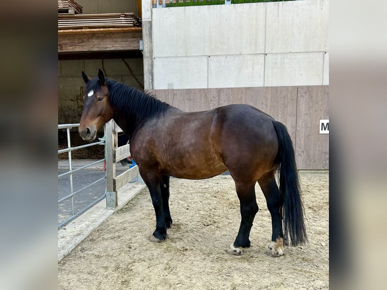 Noriker Stute 5 Jahre 156 cm Brauner in Ischgl