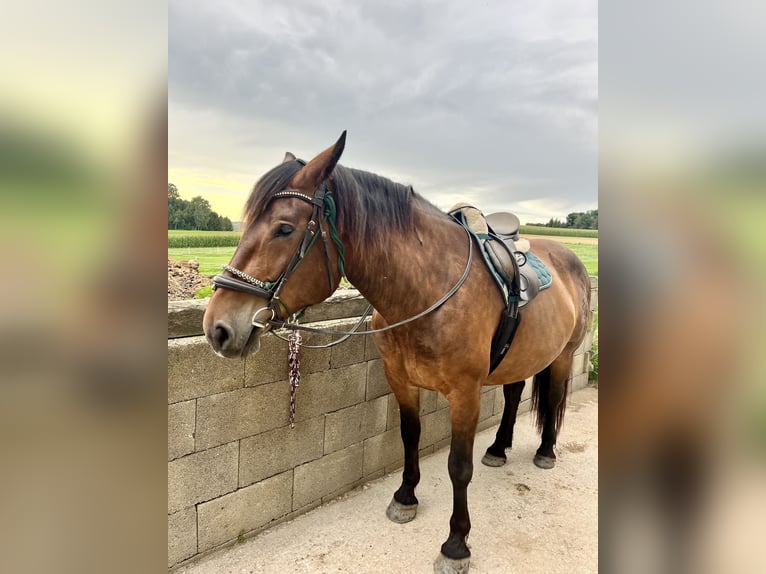 Noriker Stute 5 Jahre 162 cm Brauner in Weinzierl